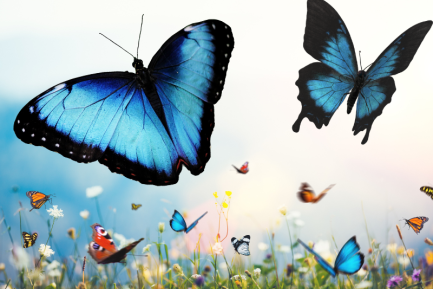 Multi-colored butterflies flying above a field of flowers in soft focus; two of the butterflies are large and blue and appear in clear focus.
