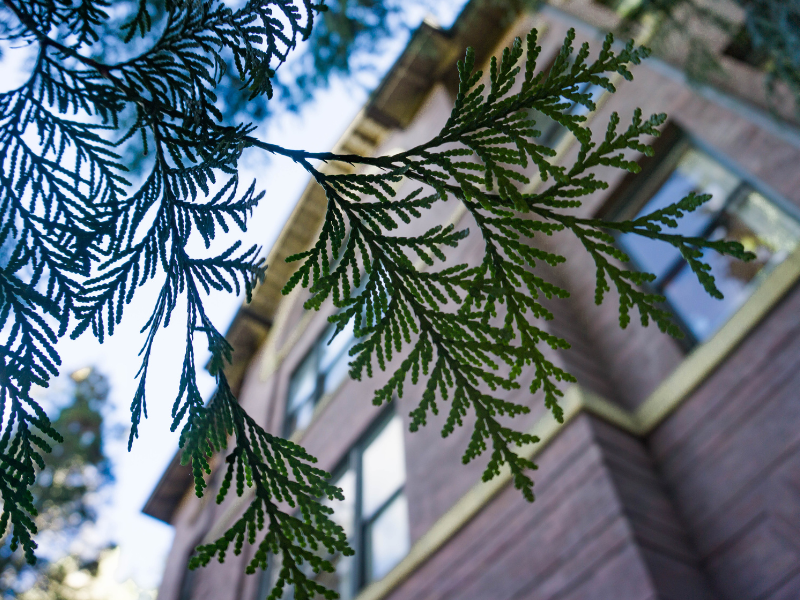 Angled view looking upward through several leaves and branches from a cedar tree in front of windows of Western's Old Main building.