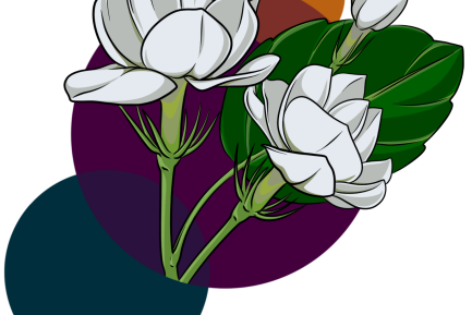 White flowers on colorful background